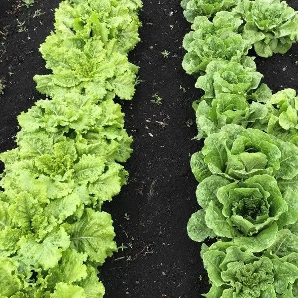 thumbnail for publication: Bacterial Leaf Spot of Lettuce: An Unpredictable Enemy to the Florida Lettuce Industry